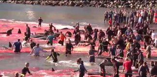 Norway whale killing faroe islands