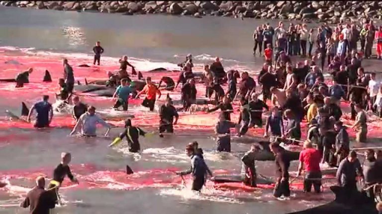 Norway whale killing faroe islands