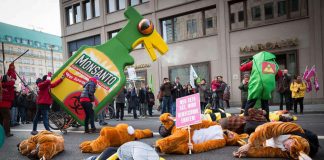 Commission approves import of Monsanto GMOs