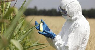 The Seeds Of Suicide: How Monsanto Destroys Farming