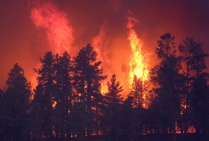 Intensified Forest Fires: The New Western Travesty