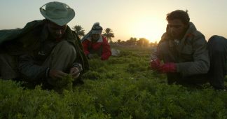 Henry Kissinger’s Food Occupation Of Iraq Continues To Destroy The Fertile Crescent