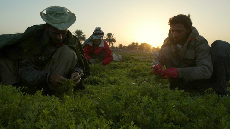 Henry Kissinger’s Food Occupation Of Iraq Continues To Destroy The Fertile Crescent