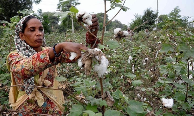 Fabricated Reality: Lobbying for GMO Agriculture in India