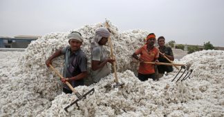 Monsanto challenges Indian court’s decision that undermines its GMO cotton monopoly