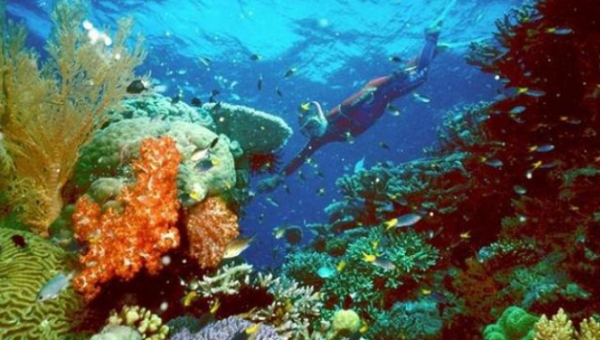 Unesco Lauds Belize’s Efforts to Preserve Coral Reef, Removes from Endangered List