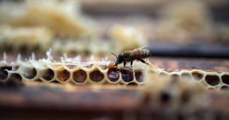 Organic honey is a sweet success for Cuba as other bee populations suffer