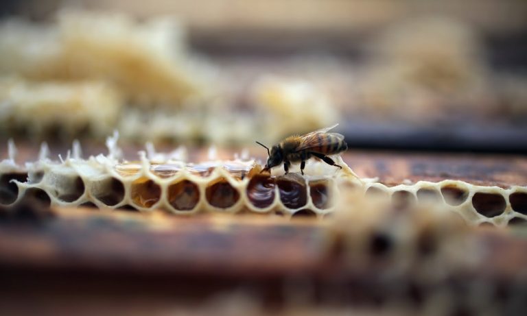 Organic honey is a sweet success for Cuba as other bee populations suffer