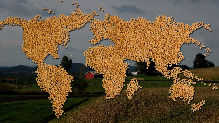 Seed diversity is disappearing – and 3 chemical companies own more than half