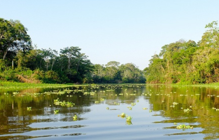 Tropical Trump Declares War on Amazonia