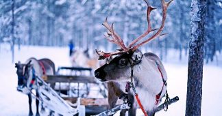 Climate change: Arctic reindeer are seriously affected