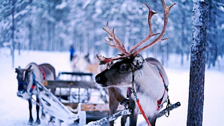 Climate change: Arctic reindeer are seriously affected