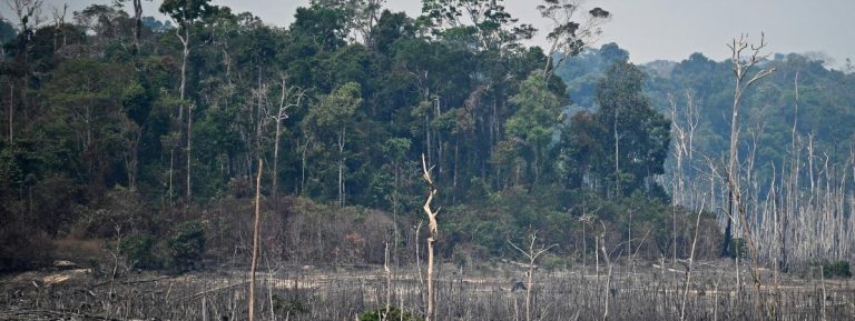TRIBUNE. “Les incendies en Amazonie ne sont pas de simples feux, c’est l’œuvre du capitalisme”, dénonce le Grand conseil coutumier des peuples amérindiens