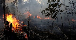 Amazon Forest in danger of Collapse