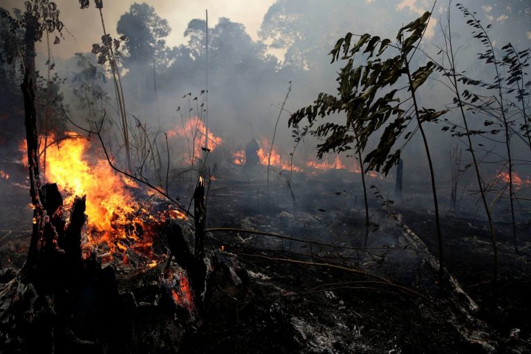Amazon Forest in danger of Collapse