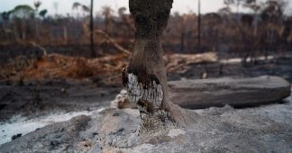 Amazon wildfires set to cause irreversible damage