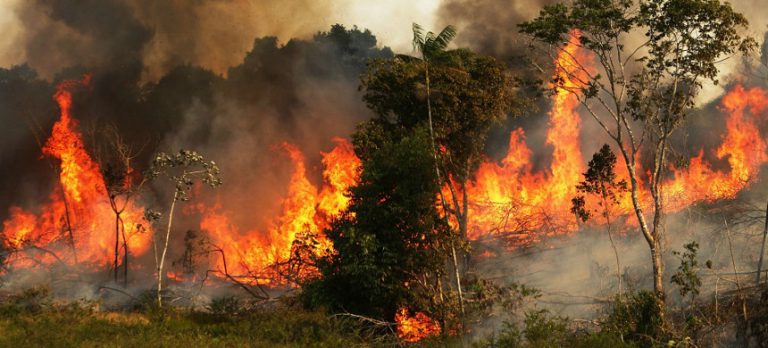 A Top Financier of Trump and McConnell Is a Driving Force Behind Amazon Deforestation