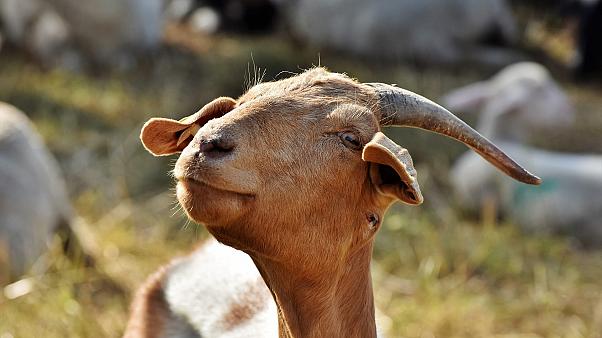 Greece Not kidding: Goats outnumber humans 12-to-1 on this Greek island
