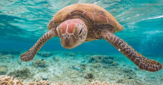 Great Barrier Reef Has Deteriorated to ‘Critical Point’ Amid Warming Seas and Pollution, Major Report Says