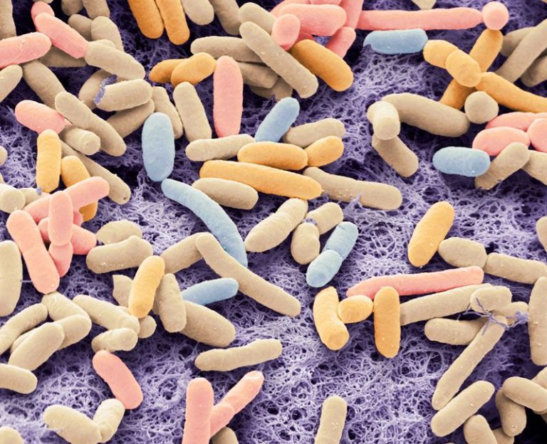E. coli bacteria engineered to eat carbon dioxide