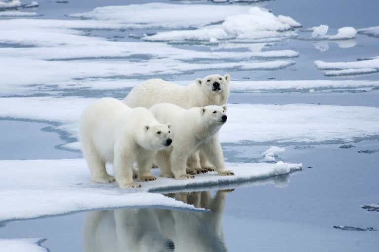 Polar Bears’ Diet Is 25% Plastic, Russian Scientists Say