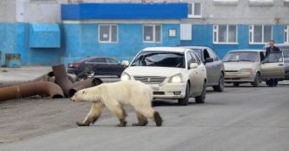 Polar Bears in Arctic Forced to Feed on Plastic