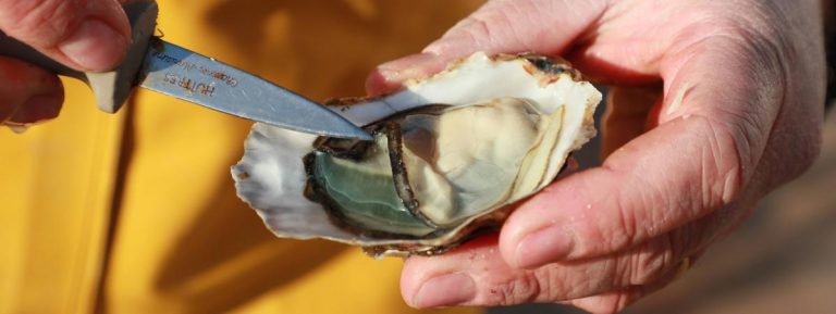 “On a constaté jusqu’à 60% de mortalité des huîtres” : les néfastes conséquences du réchauffement climatique sur les coquillages