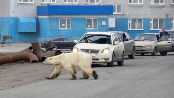 Polar Bears in Arctic Forced to Feed on Plastic