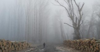 Environmentalists’ anger after Hungary cuts down EU-protected forest