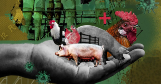 We have to wake up: Factory farms are breeding grounds for pandemics