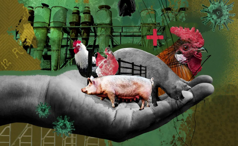 We have to wake up: Factory farms are breeding grounds for pandemics