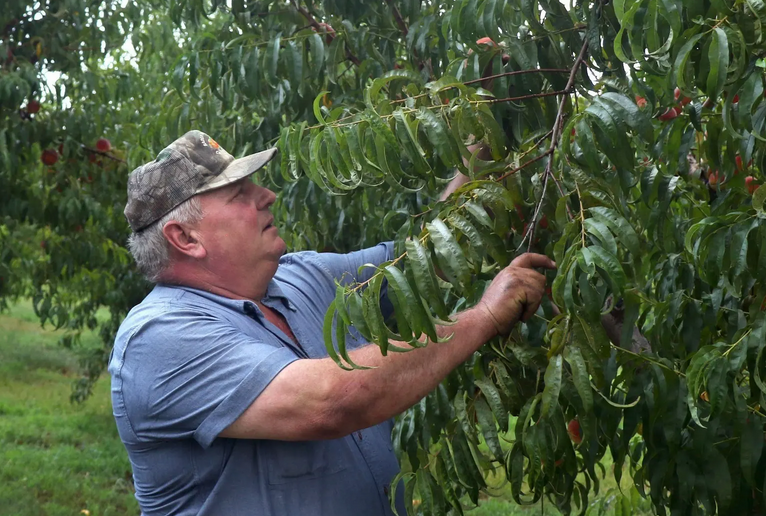 Revealed: Monsanto predicted crop system would damage US farms