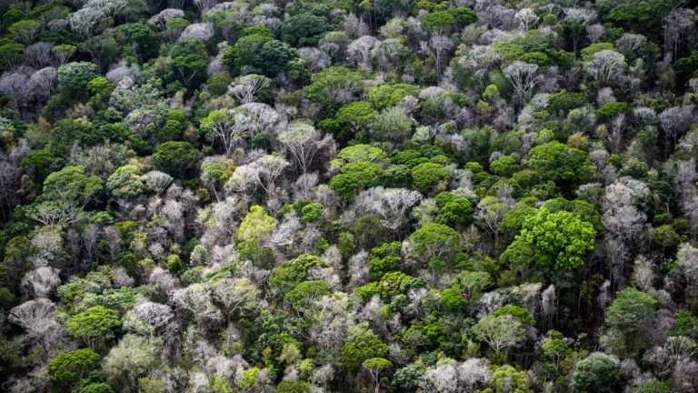 Why ‘Carbon-Cycle Feedbacks’ Could Drive Temperatures Even Higher