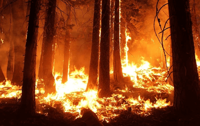 Wildfires continue to devastate Greece and France