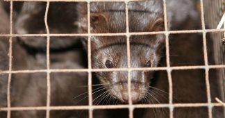 WHO probing Covid-19 MUTATION in minks after massive Denmark outbreak & decision to cull 15 million animals