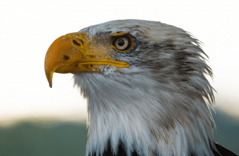 Beware of the Hawk: What to Expect from the Biden Administration on Foreign Policy