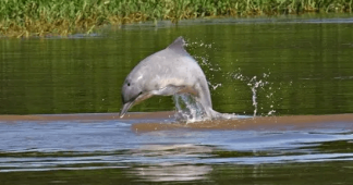 Amazon’s Freshwater Dolphins Are in Danger of Extinction