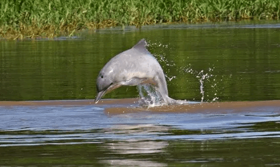 Amazon’s Freshwater Dolphins Are in Danger of Extinction