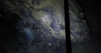 Scientists accidentally discover life 900m under Antarctic ice