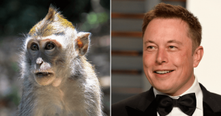 Elon Musk says his Neuralink startup has a brain-chipped monkey who plays video games