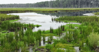 Support Grows for Rights of Wetlands