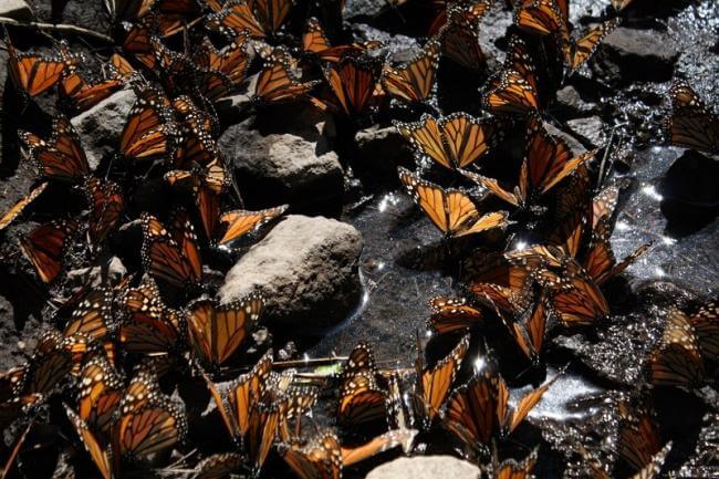 Indigenous Communities in Mexico Take up Arms to Defend the Monarch Forest