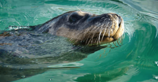 Population of Australia’s only unique seal has fallen by 60%, study finds