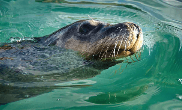Population of Australia’s only unique seal has fallen by 60%, study finds