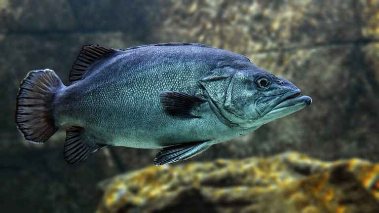 Overfishing, Conservation, Sustainability, and Farmed Fish
