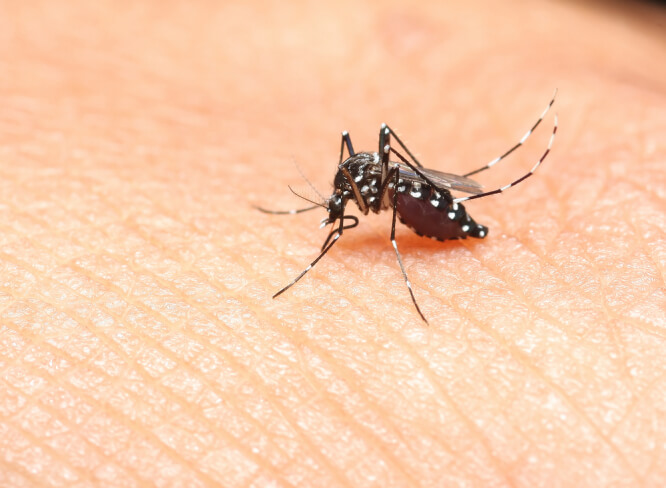 France on alert for tiger mosquitoes as temperatures rise