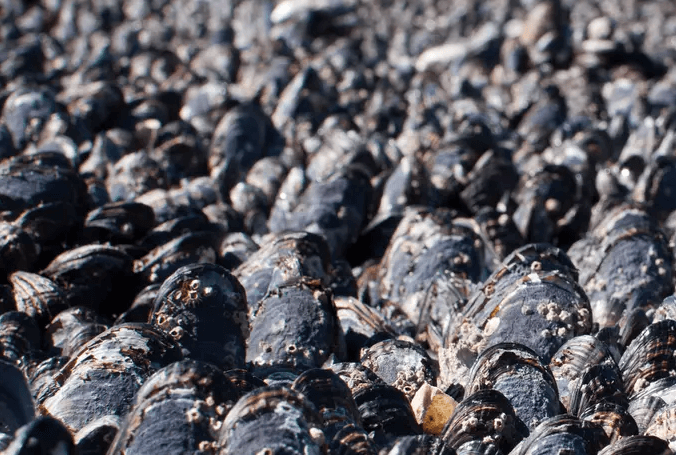 Scientist Says BC Heat Wave Caused Over 1 Billion Tidal Creatures to Cook to Death