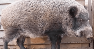 Fukushima Nuclear Accident Triggers Emergence of New Species of ‘Radioactive’ Boar