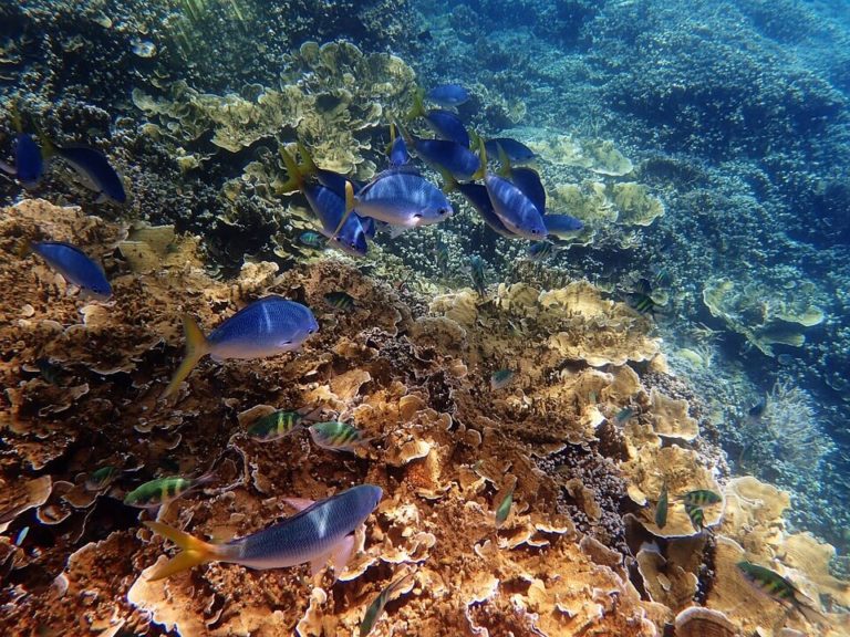 Chinese Unesco official defends plan to list Great Barrier Reef as ‘in danger’