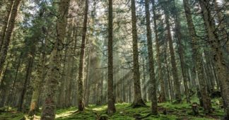 Un crime écologique sans précédent en Europe: les forêts roumaines